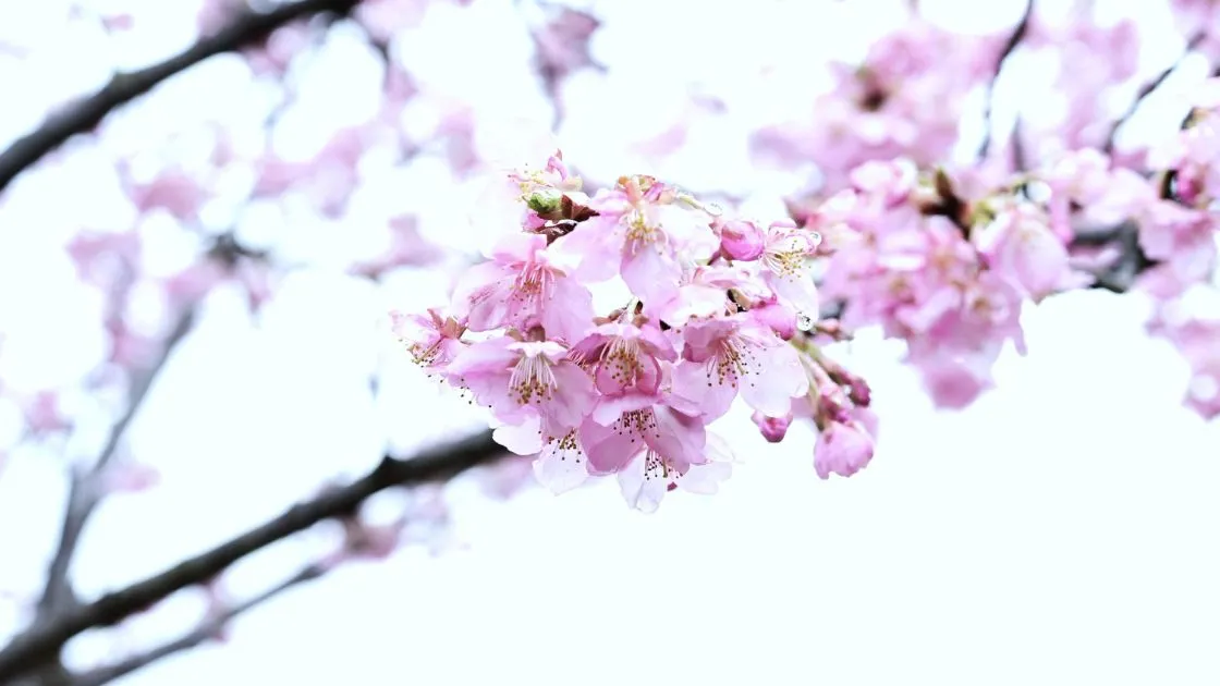 入学式当日の撮影でよくある失敗と対策