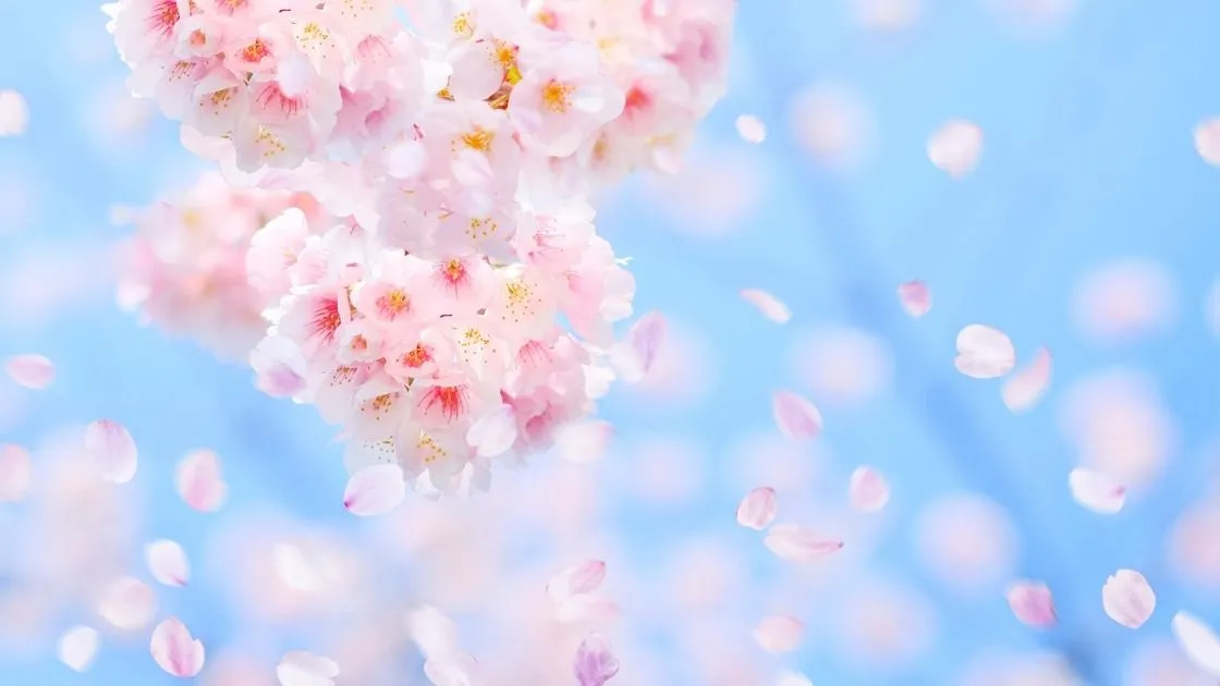 思い出に残る卒園式のおすすめ撮影スポット